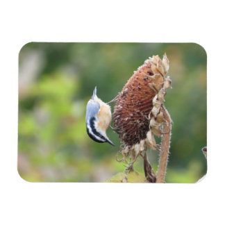 Imán Hungry Nuthatch Magnet