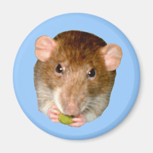 Imán Hungry Rat Magnet