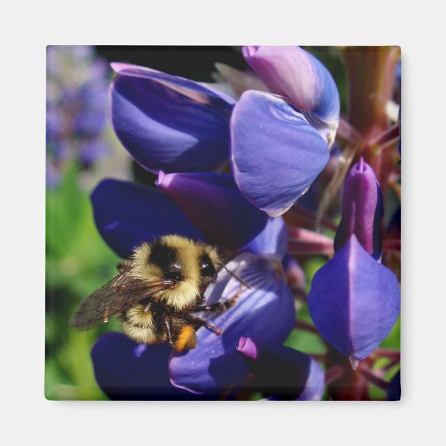 Imán Hunny Bee (Frente)