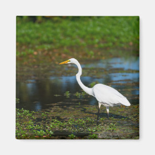 Imán Hunting Egret