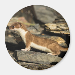 Imán Hunting Weasel