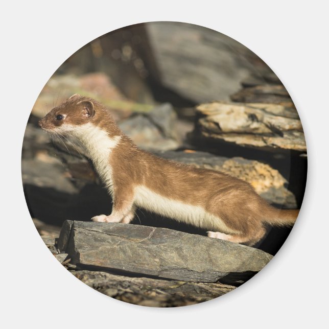 Imán Hunting Weasel (Frente)