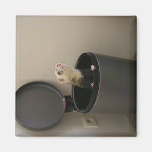 Imán Hurón en un trashcan