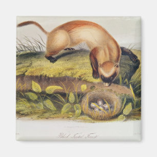 Imán hurón Negro-con base