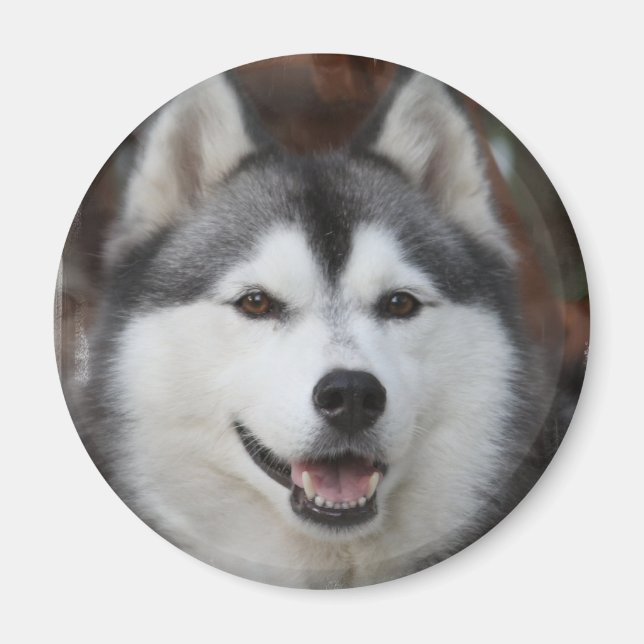 Imán Husky Dog Magnet (Frente)