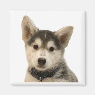 Imán Husky Siberian