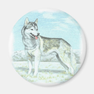 Imán Husky siberiano