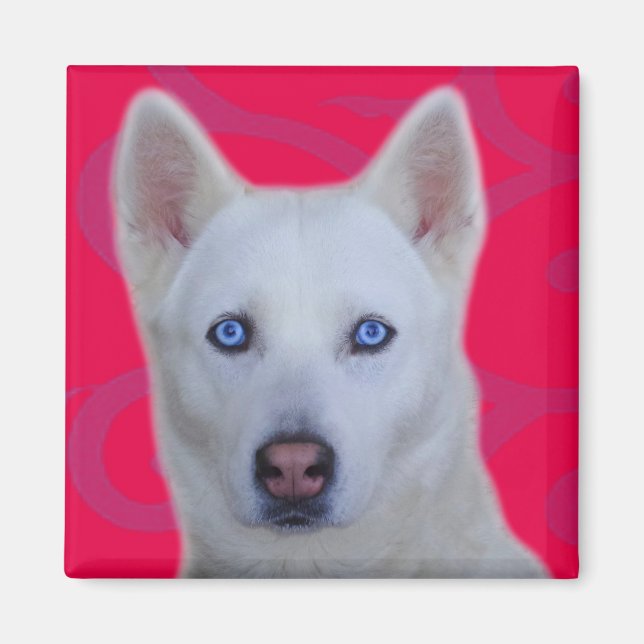 Imán Husky Siberiano Blanco (Frente)