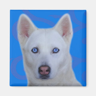 Imán Husky Siberiano Blanco