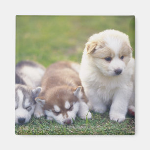 Imán Husky siberiano; raza de perro trabajador que