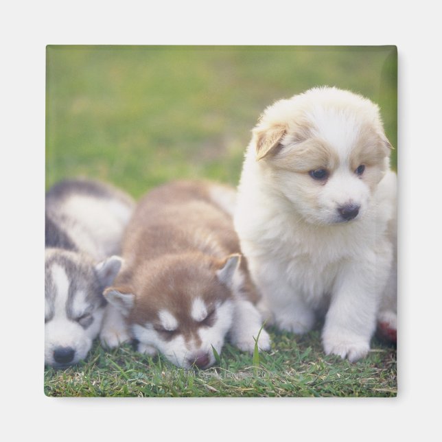 Imán Husky siberiano; raza de perro trabajador que (Frente)