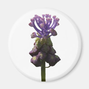 Imán Hyacinin de Uva