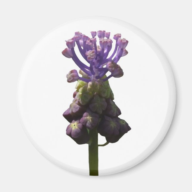 Imán Hyacinin de Uva (Frente)