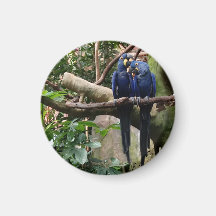 Hyacinin Macaw Magnet
