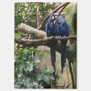 Imán Hyacinin Macaw Magnet