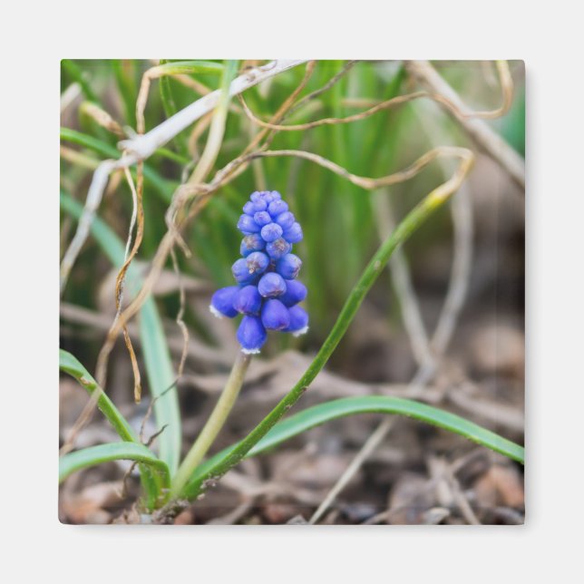 Imán Hyacinth de la uva solitaria (Frente)