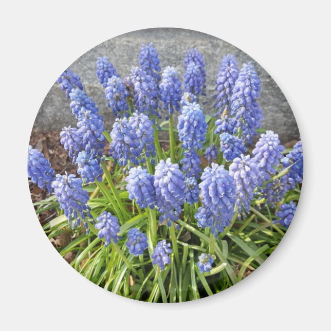 Imán Hyacinth de uva (Frente)