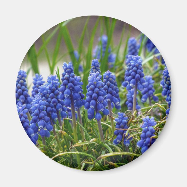 Imán Hyacinth de uva (Frente)