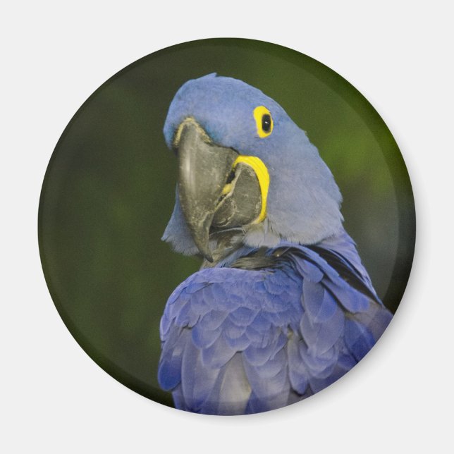 Imán Hyacinth Macaw (Frente)