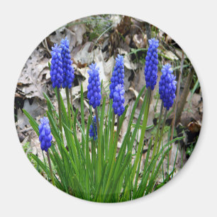 Imán Hyacinths de uva...