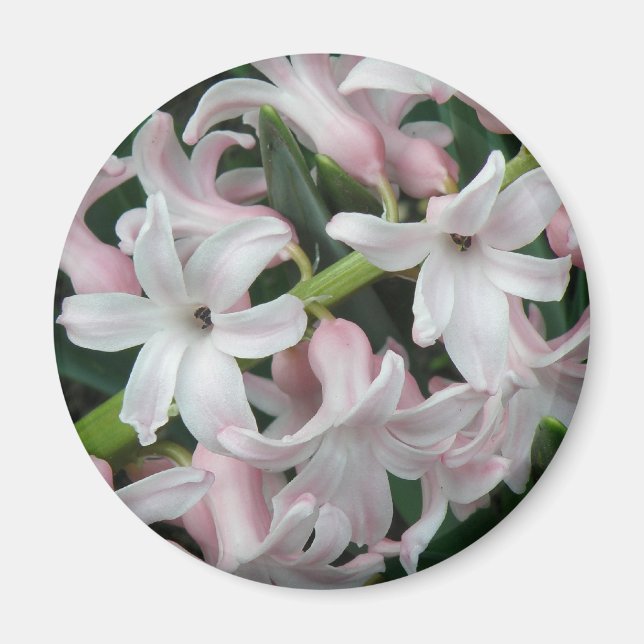 Imán Hyacinths Magnet (Frente)