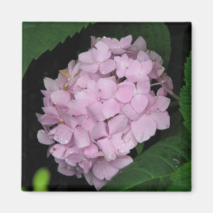 Imán Hydrangea