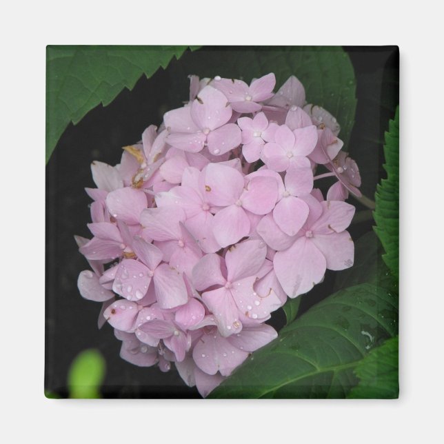 Imán Hydrangea (Frente)