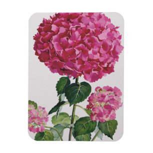 Imán Hydrangea