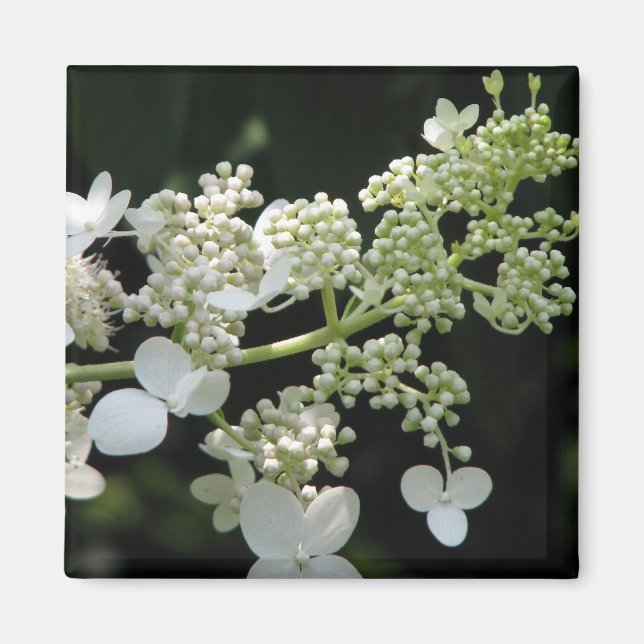 Imán Hydrangea (Frente)
