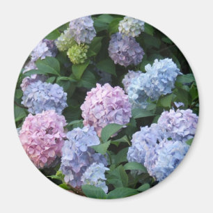Imán Hydrangea azul y púrpura