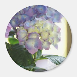 Imán Hydrangea Blooms