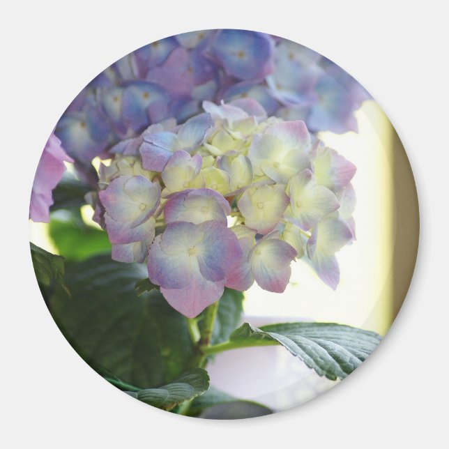 Imán Hydrangea Blooms (Frente)
