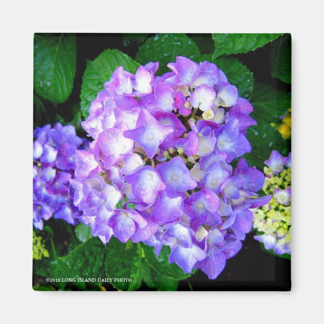 Imán Hydrangea de verano (Frente)