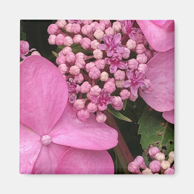 Imán Hydrangea de verano interminable rosada de twist-n (Frente)
