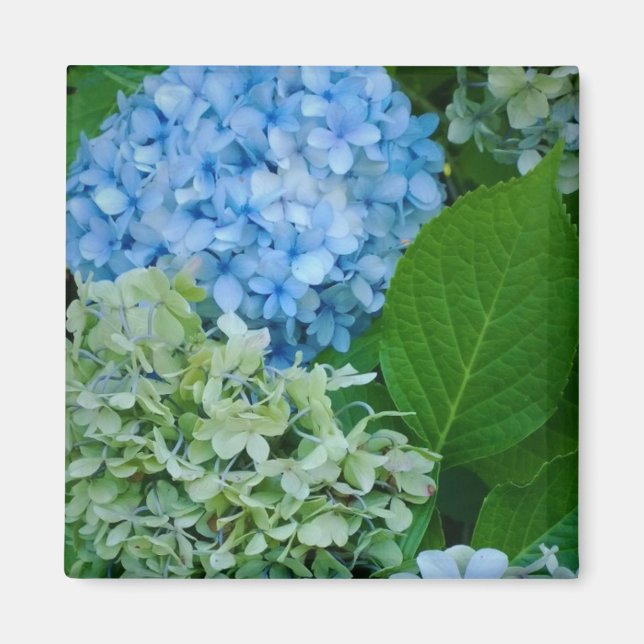 Imán Hydrangea Flowers (Frente)