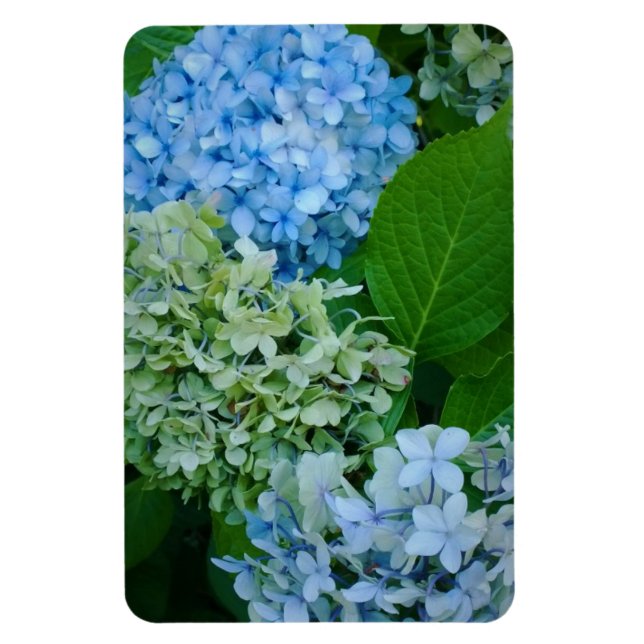 Imán Hydrangea Flowers (Vertical)