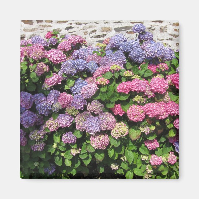 Imán Hydrangea Magnet (Frente)