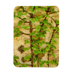 Imán Hydrangea petiolaris