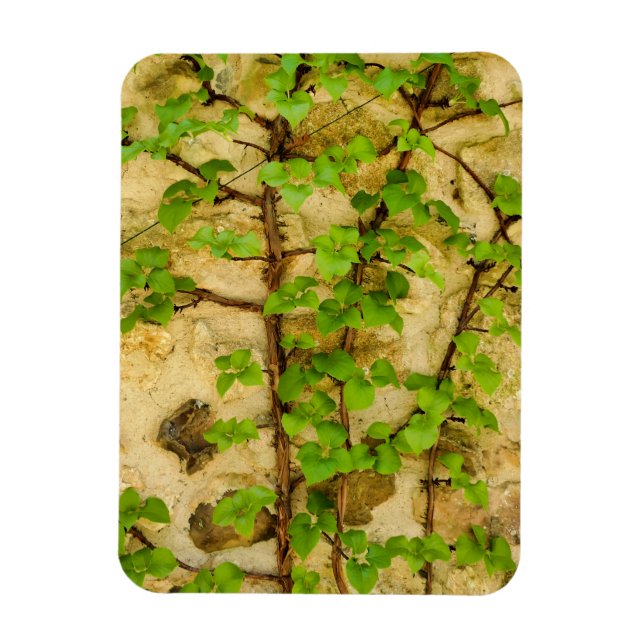 Imán Hydrangea petiolaris (Vertical)