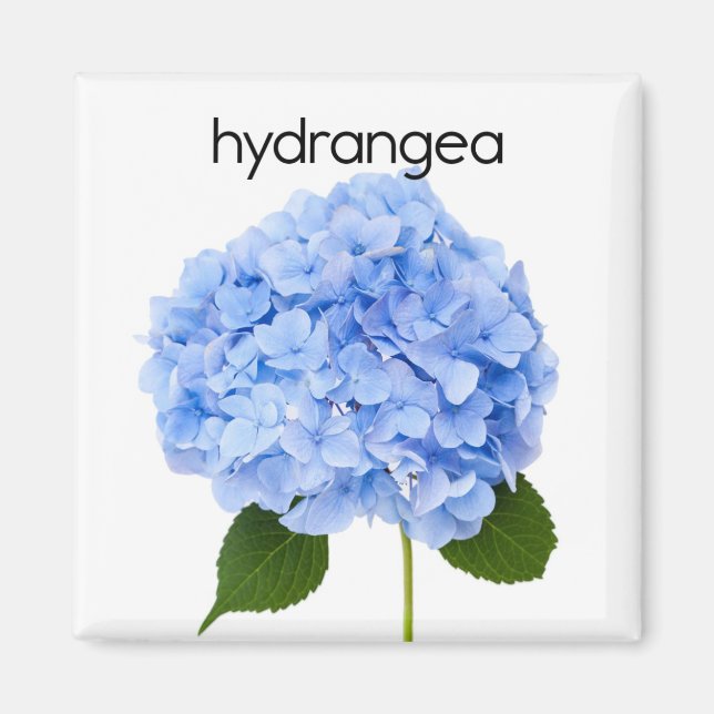 Imán Hydrangea Refrigerator Magnet (Frente)