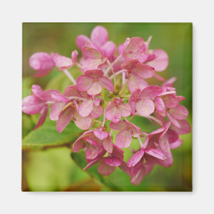 Imán Hydrangea Rosa
