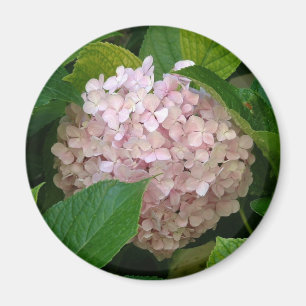 Imán Hydrangea rosado