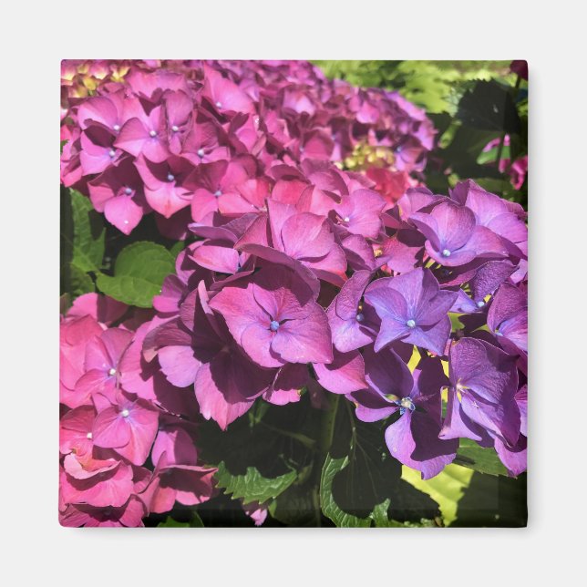 Imán Hydrangeas (Frente)