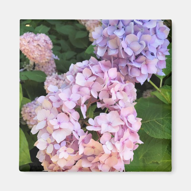 Imán Hydrangeas (Frente)