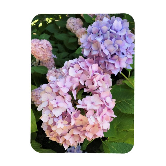 Imán Hydrangeas (Vertical)