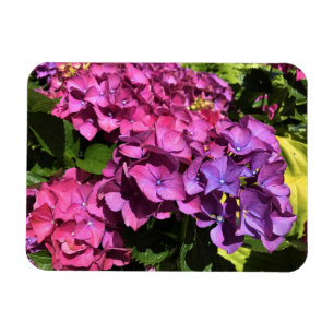 Imán Hydrangeas