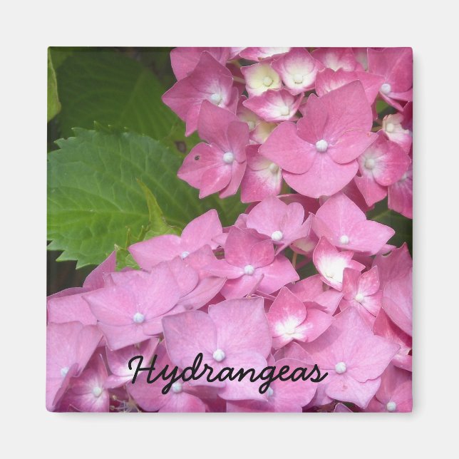 Imán Hydrangeas rosa (Frente)