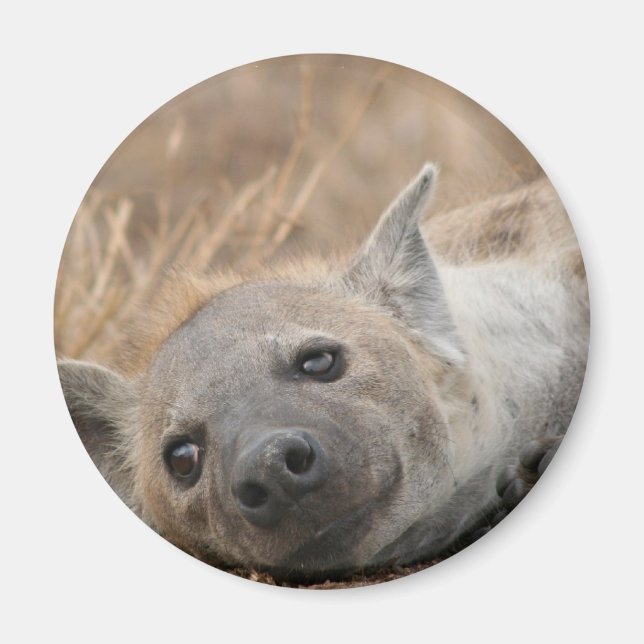 Imán Hyena Picture Magnet (Frente)