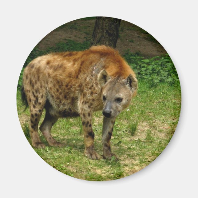 Imán Hyena Prowl Magnet (Frente)