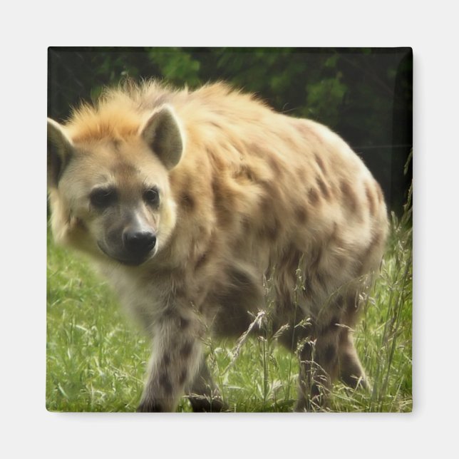 Imán Hyena Square Magnet (Frente)